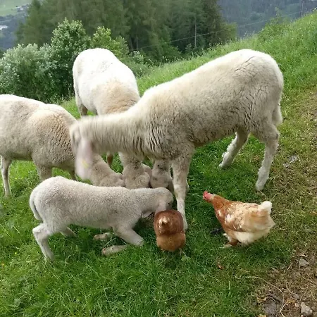 Haus Falkner Homestay Mutters